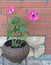 Flower background.The pink pelargonium plant is planted in an old cracked cast-iron pot for interior decoration