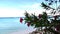 Flower on the background of a sandy beach in Aruba.