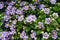 Flower background texture beautiful Persian Violet