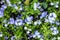 Flower background texture beautiful Violet Cape leadwort