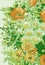 Flower background with white daisies and orange poppies