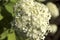 Flower background. White hydrangea inflorescence with drops of dew.