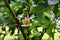 Flower of banana shrub, port wine magnolia or Michelia figo