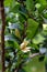 Flower of banana shrub, port wine magnolia or Michelia figo