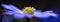 Flower banner. Blue and dark moonflower anemone blanda flower petals macro, selective focus