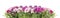 Flower banner with pink flowerbed of gerberas,isolated