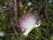 Flower Barringtonia asiatica close up