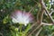 Flower Barringtonia asiatica on natural blurred green backgrou