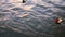 Flower baskets floating in the river Ganga in India during puja