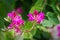 Flower of bauhinia chinese redbud