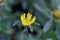 Flower of a Beach Daisy, Pallenis maritima