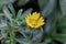 Flower of a Beach Daisy, Pallenis maritima