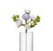 Flower in beaker, Test tubes with flower