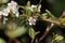 Flower of a bearberry cotoneaster, Cotoneaster dammeri