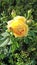 Flower of beautiful bright yellow rose