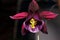 Flower of a beautiful orchid closeup. Live nature.