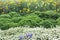 Flower bed with annuals and herbs