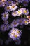 Flower bed of autumn decorative healing aster alpinus