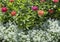 Flower bed with blooming dahlias in the park