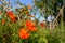 A flower bed with blooming and fading orange flowers, cosmos in the foreground and a fruiting apple tree in the background.