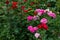 A flower bed with blooming multi-colored roses