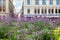 Flower bed with blooming purple flowers Verbena in front of the