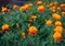 A flower bed of bright fragrant beautiful orange luxuriantly blooming marigolds growing in the garden