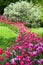 Flower bed of bright vivid purple tulips in formal spring garde