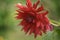 Flower bed a considerable quantity of flowers dahlias with petals in various tones of red color