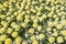 A flower bed with cream White Peony tulips mixed with white anemone Anemone Blanda