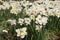 Flower bed of daffodils with large white flowers