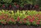 Flower bed at the Dallas Arboretum and Botanical Garden