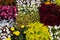 Flower bed decoration, autumn plants coleus, marigold, begonias growing in even rows. Floral background backdrop natural plant