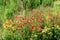 Flower bed with echinacea