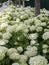 Flower bed of flowering hydrangeas, Czech republic