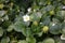 Flower bed with flowering strawberry bushes in the garden.