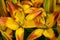 Flower bed with flowers in garden. Yellow-red Daylilies Latin: Hemerocallis close up. Selective focus