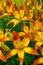 Flower bed with flowers in garden. Yellow-red Daylilies Latin: Hemerocallis close up. Selective focus. Vertical photo