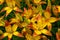 Flower bed with flowers in garden. Yellow-red Daylilies Latin: Hemerocallis close up. Soft selective focus