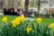 Flower bed with flowers of yellow daffodil, Narcissuses flowers blooming in spring and blurred Unrecognizable young