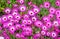 Flower bed of Ice plant