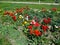 Flower bed on the lawn with multicolored tulips, top view