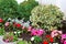 Flower bed with leafy bushes with a blooming petunia.