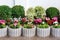 Flower bed with leafy bushes and gray stone flowerpots.