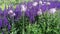 Flower bed with lilac tulips and violet lavender flowers blowing by the wind