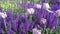 Flower bed with lilac tulips and violet lavender flowers blowing by the wind close up