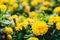 A flower bed of Marigold Yellow flower Tagetes erecta, Mexican marigold, Aztec marigold, African marigold, Colorful of marigolds
