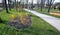 flower bed of mulched bark forsythia intermedia young