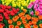 Flower bed with multicolor tulips