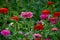Flower Bed with multicolored Zinnia flowers and asters